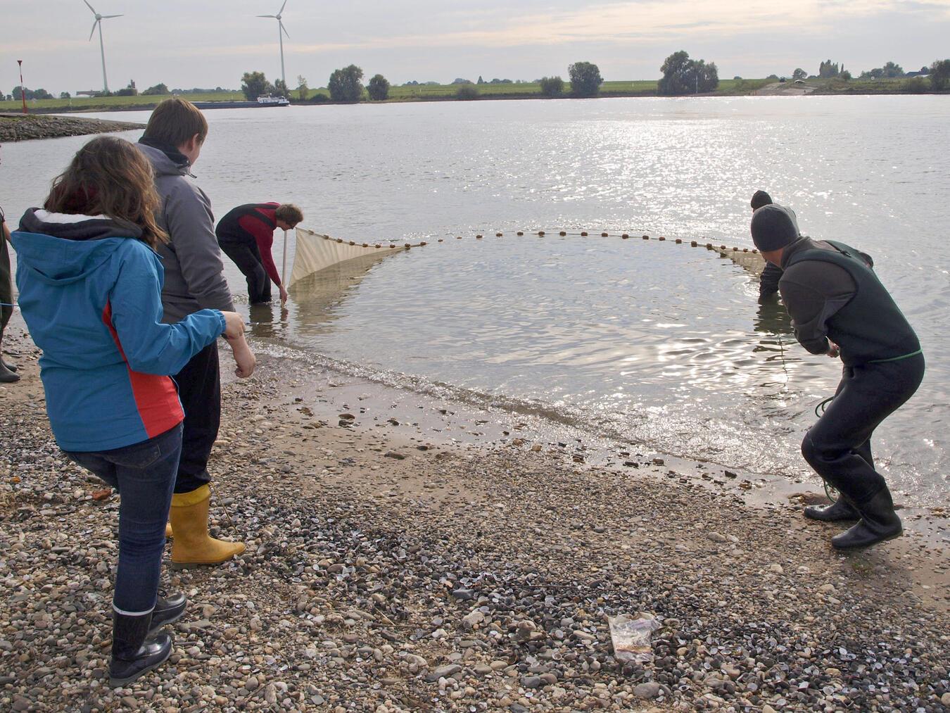 Mit einem Uferzugnetz fängt man Fische im Uferbereich.Foto: Dr. Leon Barthel