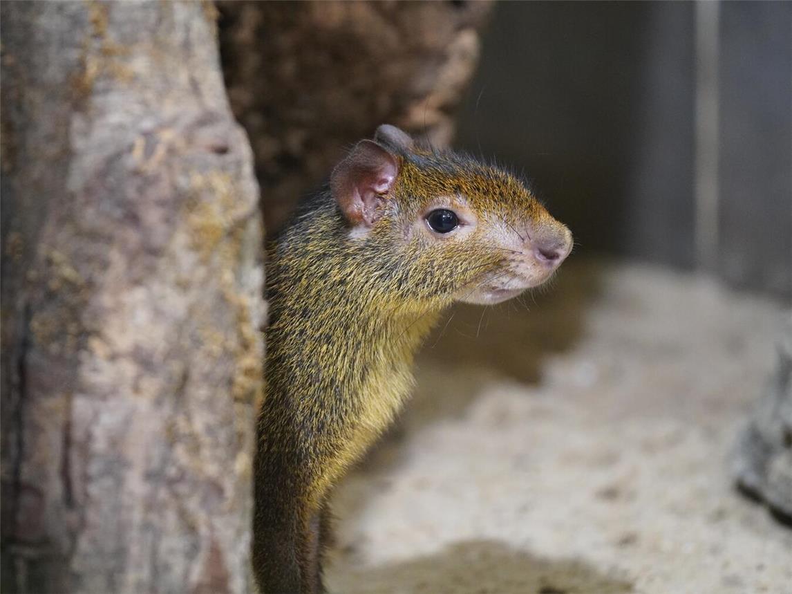 Mit Joringel ist das erste Schwarzrückenaguti in Kleve angekommen. Foto: Tiergarten Kleve