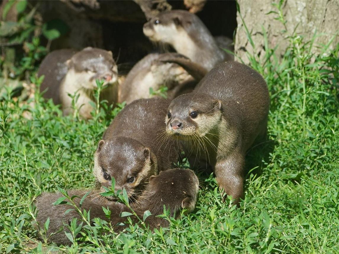 Mit rund zwei bis drei Monaten sind die jungen Zwergotter alt genug, dass sie die Wurfkiste zum ersten Mal verlassen. Foto: Tiergarten Kleve
