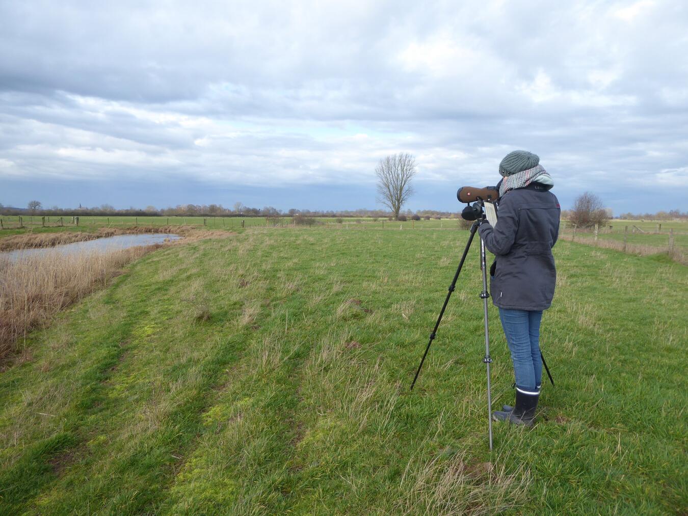 Mit Spektiven und Ferngläsern werden Daten gesammelt, die für die Planung von Naturschutzmaßnahmen und in der Gänseforschung wichtig sind. Foto: Nabu-Naturschutzstation