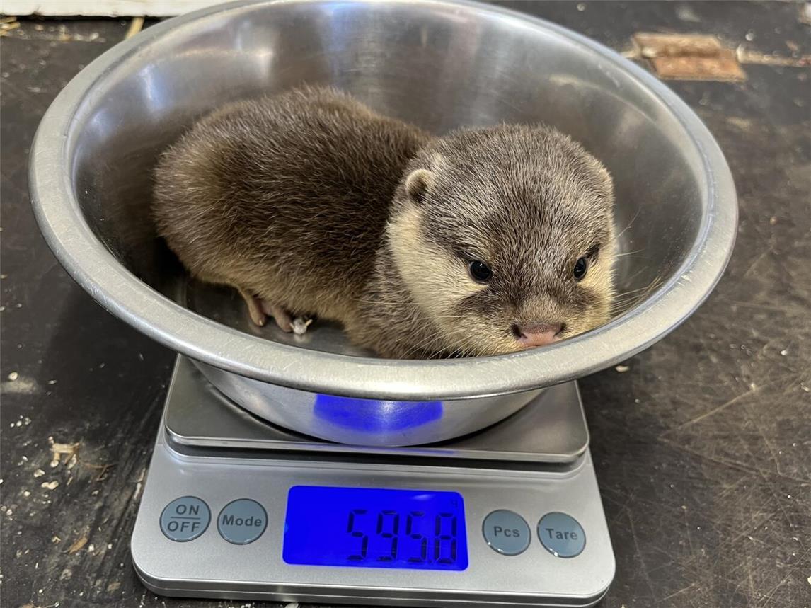 Mit zweieinhalb Monaten fand jetzt der erste tiermedizinische Gesundheitscheck statt. Foto: Tiergarten Kleve