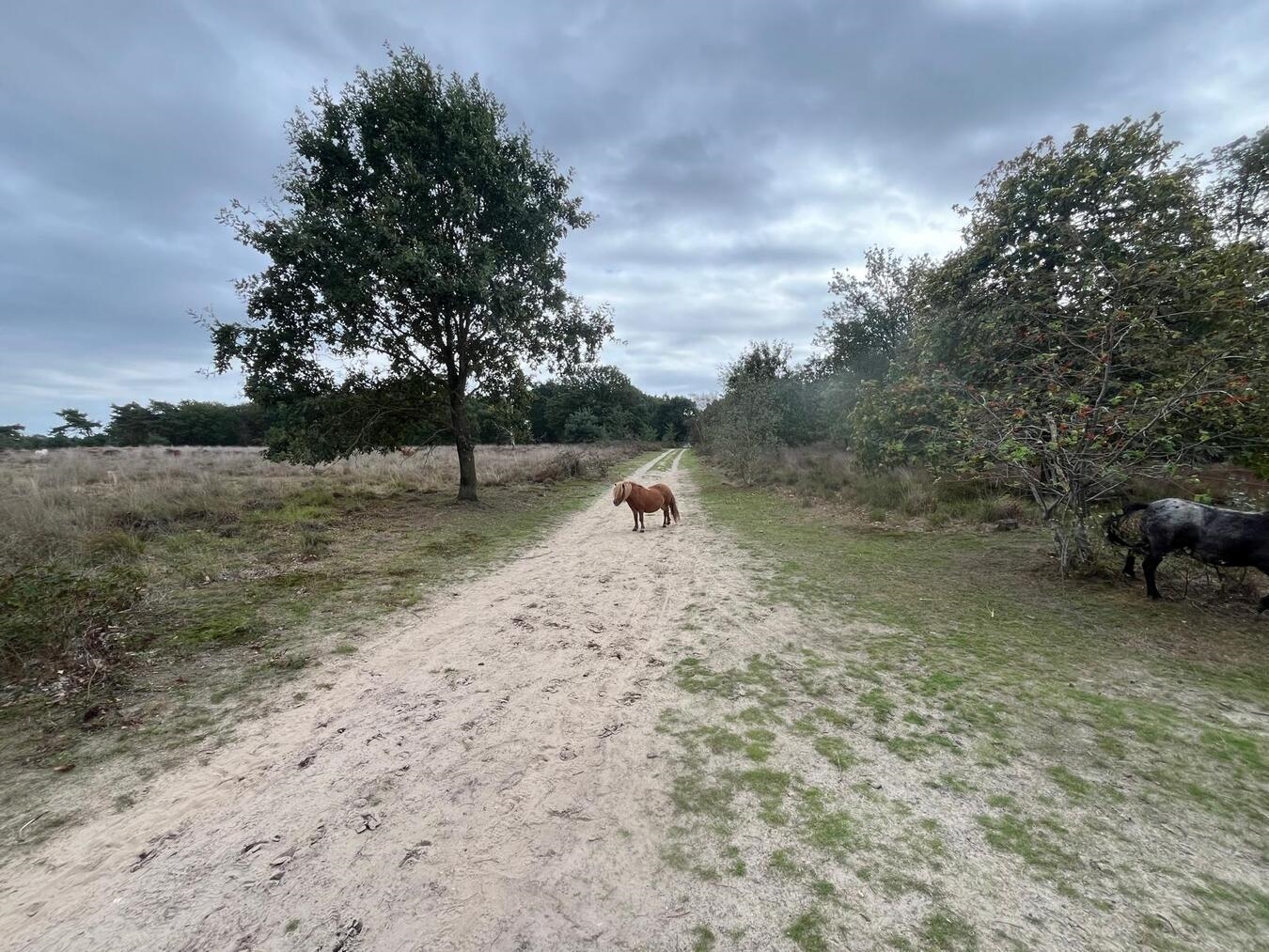 Shetland-Ponys auf Naturweg im Nationalpark De Groote Peel, idyllische Landschaft, langsames Tempo.