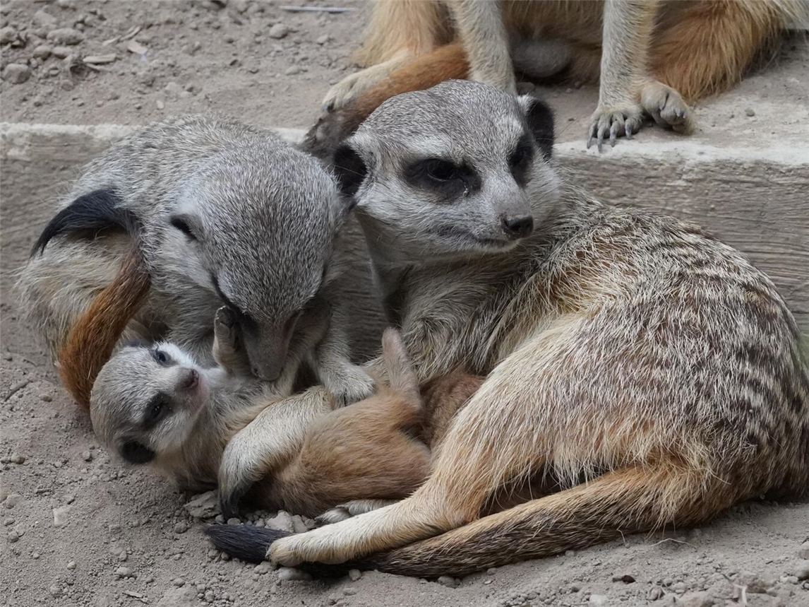 "Elefantenmutter Beyoncé mit ihrem Kalb im Tiergarten Kleve, idyllische Tierpark-Szene"