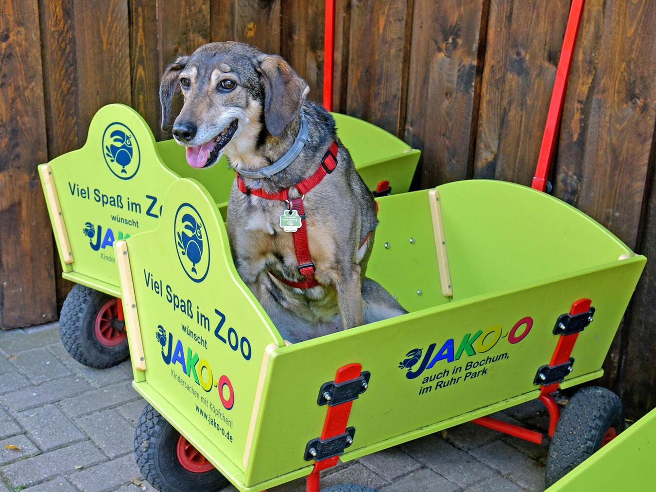 Na denn auf zum Hundemontag... NN-Foto: Rüdiger Dehnen