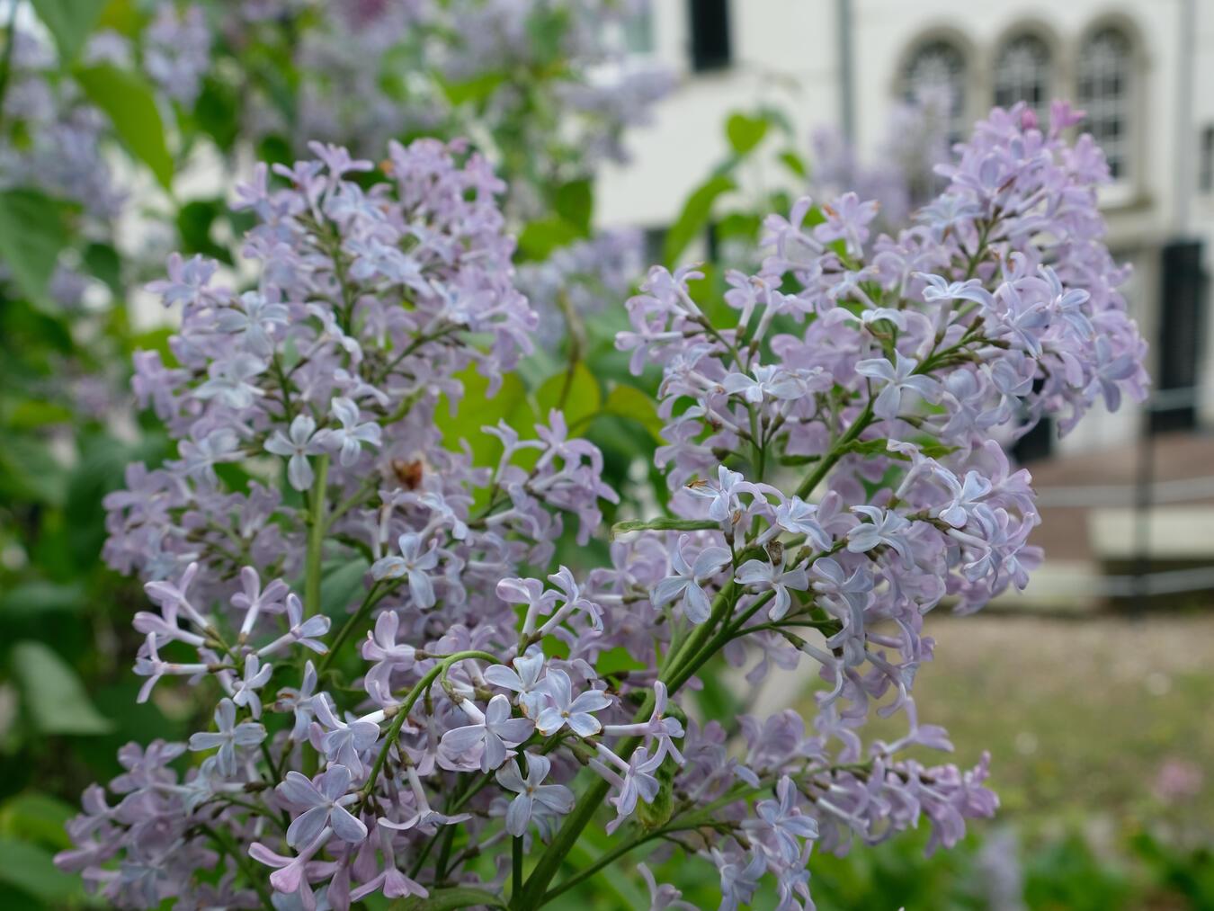 Nach einer längeren Pause heißt auch der Künstlergarten am B.C. Koekkoek-Haus wieder Besucher willkommen. Foto: B.C. Koekkoek-Haus