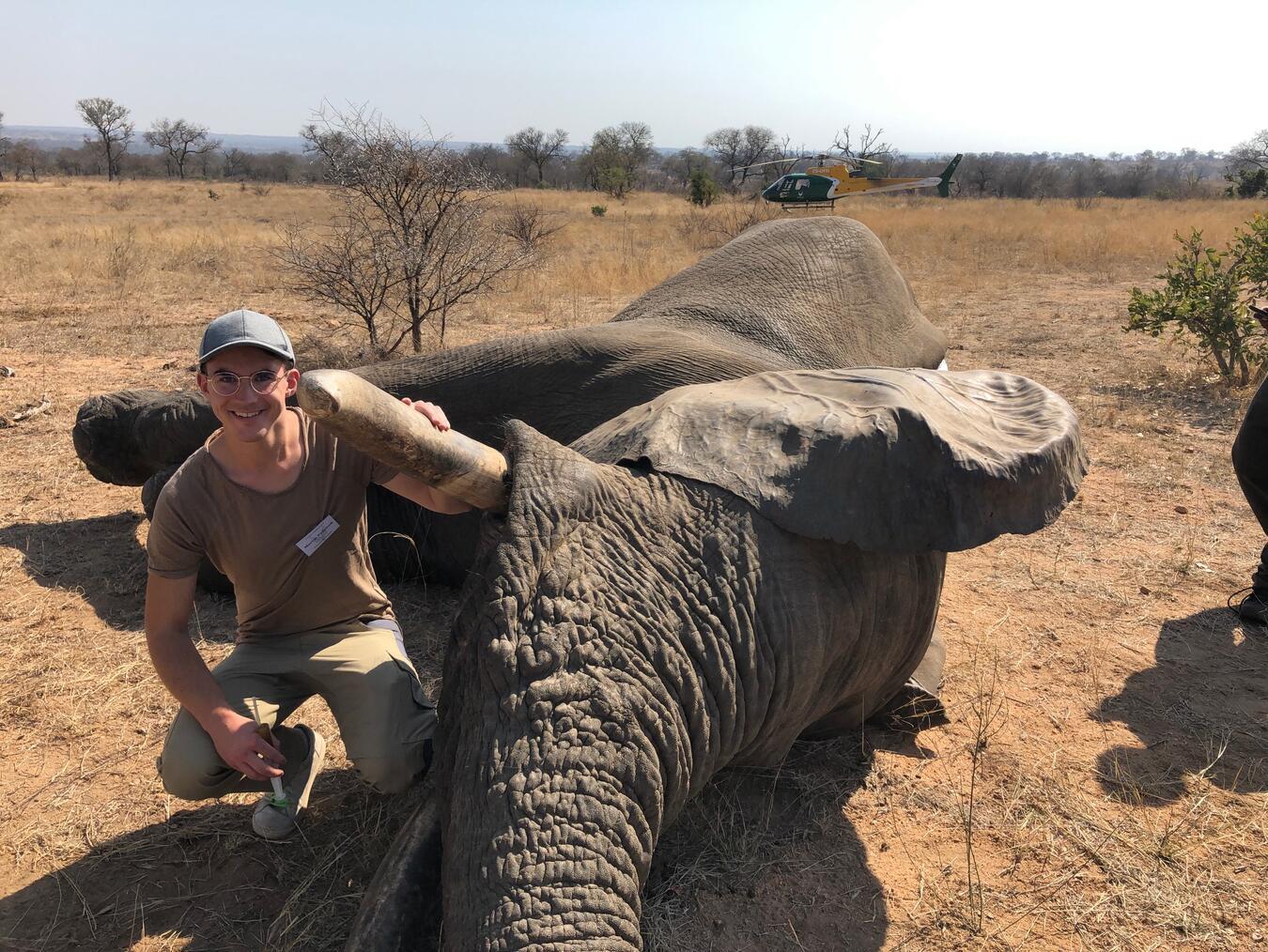 Nach erfolgter Behandlung muss der narkotisierte Elefant mit der Aufwachspritze wieder geweckt werden. Foto: Martin Polotzek
