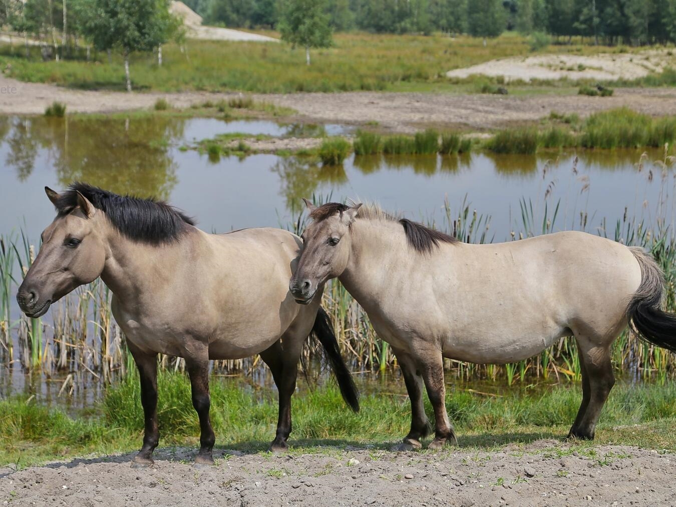 „Naturschutz Maasdünen Niederlande: Wildpferde hinter einzigartigen Zäunen mit Schwerkraft-Türen in renaturiertem Gebiet.“