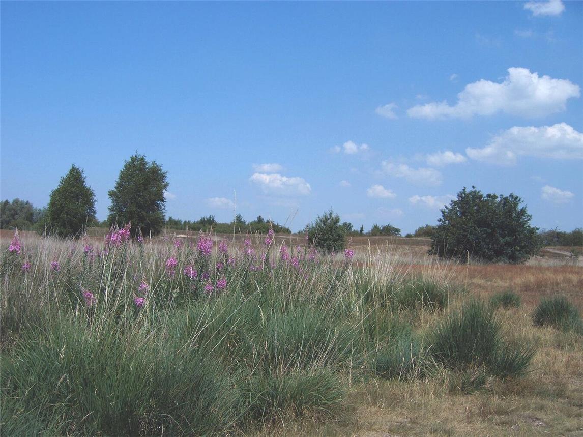 Niederrhein-Guide Wilhelm Miesen kennt die „Dun“, wie die Wisseler ihren Naturschatz liebevoll nennen, wie seine Westentasche. Foto: Miesen