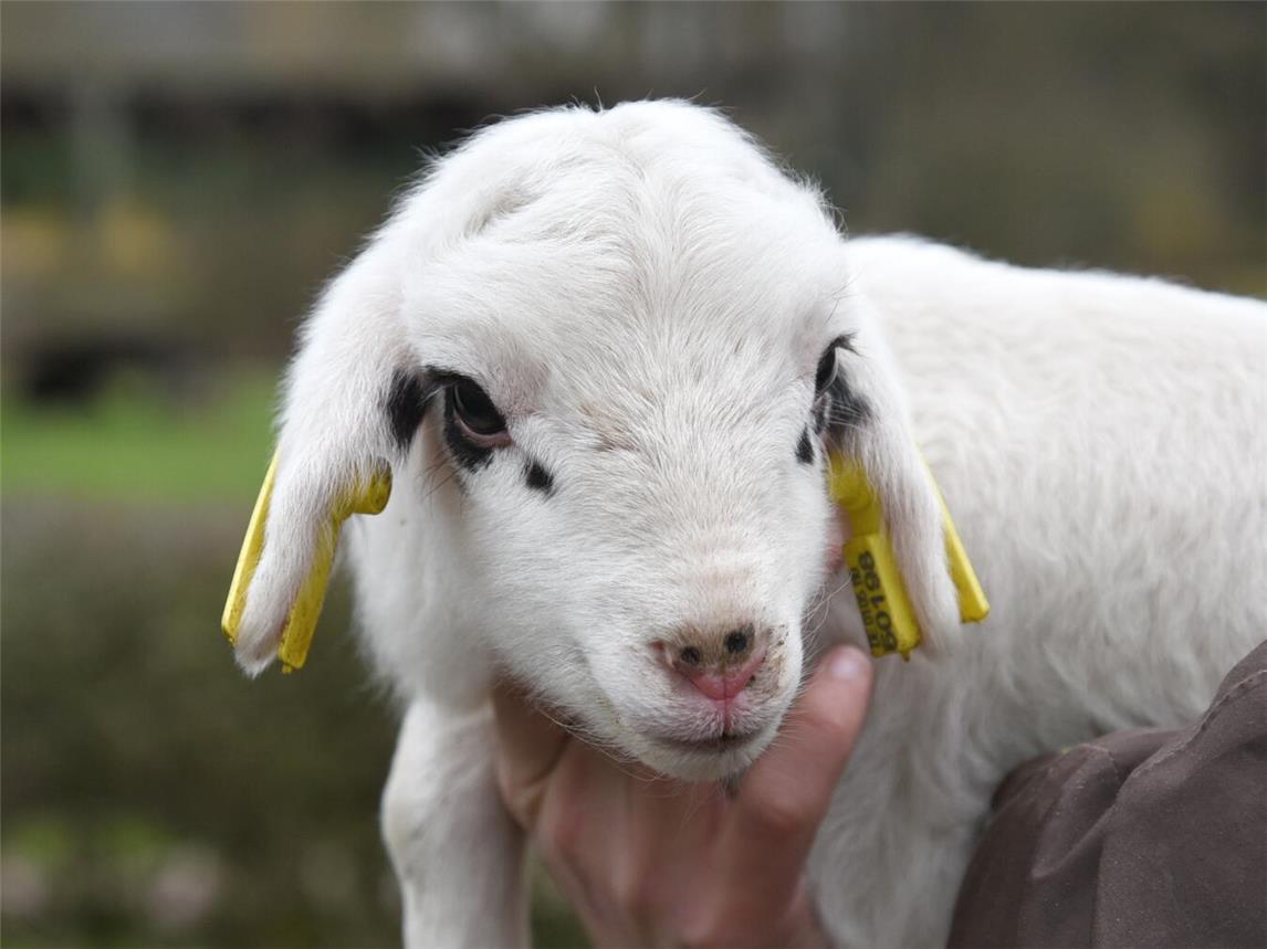 Niedlichen Nachwuchs kann man zurzeit im Klever Tiergarten sehen. Foto: Tiergarten Kleve