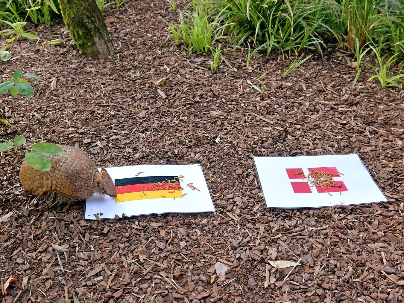 NN-Orakel Pedro (zuhause im Klever Tiergarten) hat erst etwas gezögert, sich dann aber klar für einen Sieg der deutschen Mannschaft entschieden. Hoffentlich hat er recht...