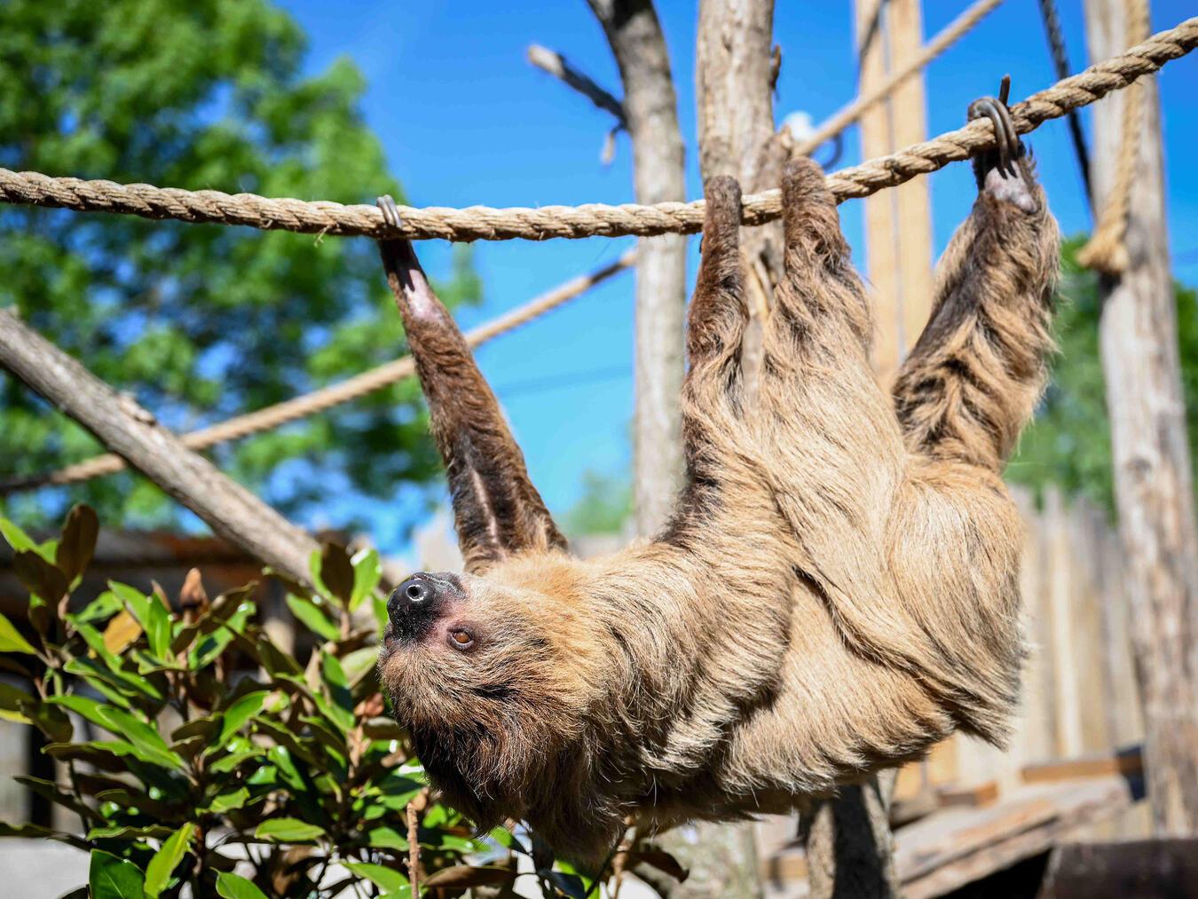 „Novo Mundo“ ist der brandneue südamerikanische Themenbereich im Hof van Eckbergen, mit neun faszinierenden Tierarten. Foto: Hof van Eckberge