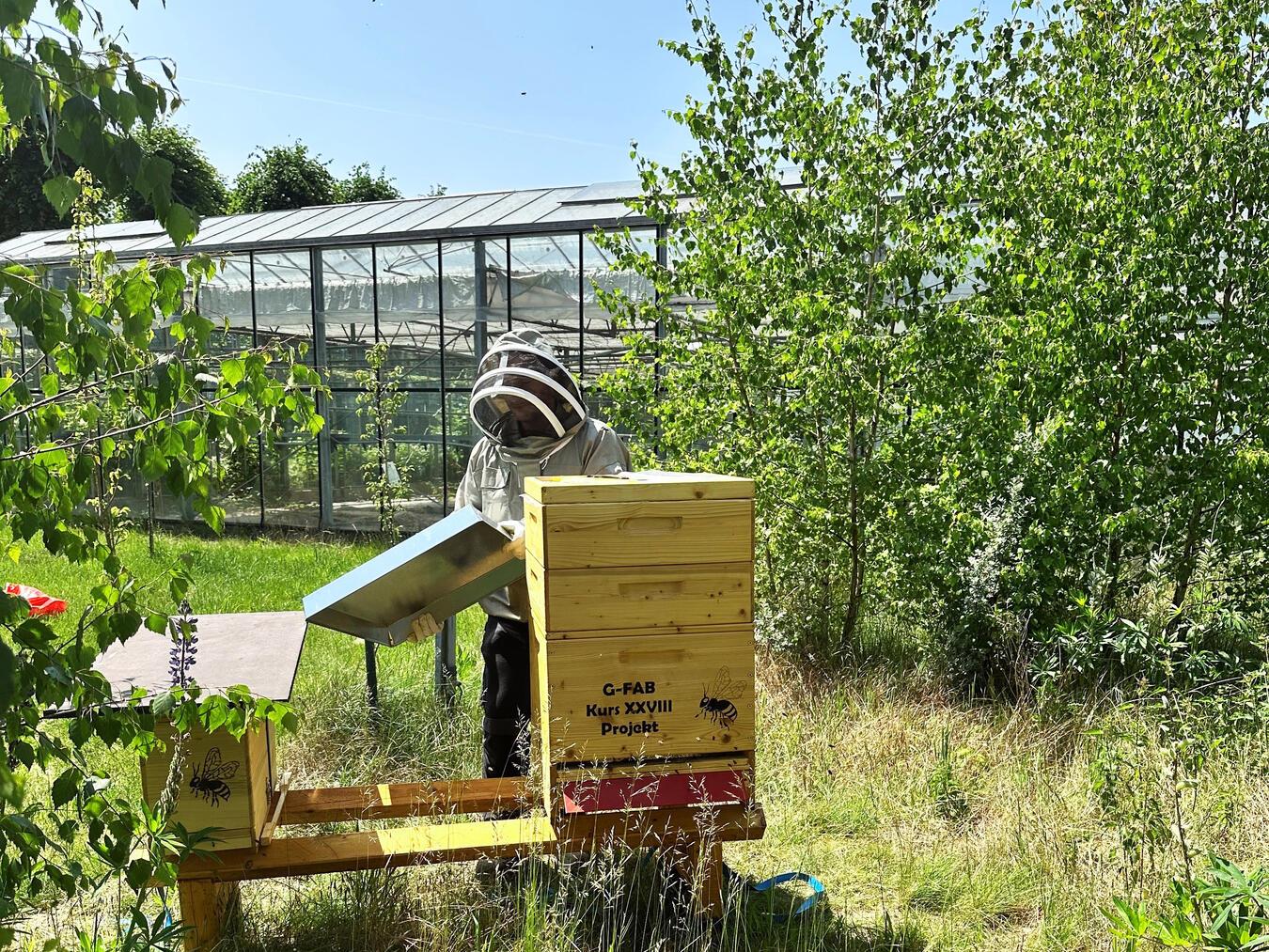 Nun steht die Bienenbeute auf dem Gelände der Klinikgärtnerei, wo sie regelmäßig von Alexander Lutz und den Patienten besucht und kontrolliert wird. Foto: LVR-Klinik Bedburg-Hau