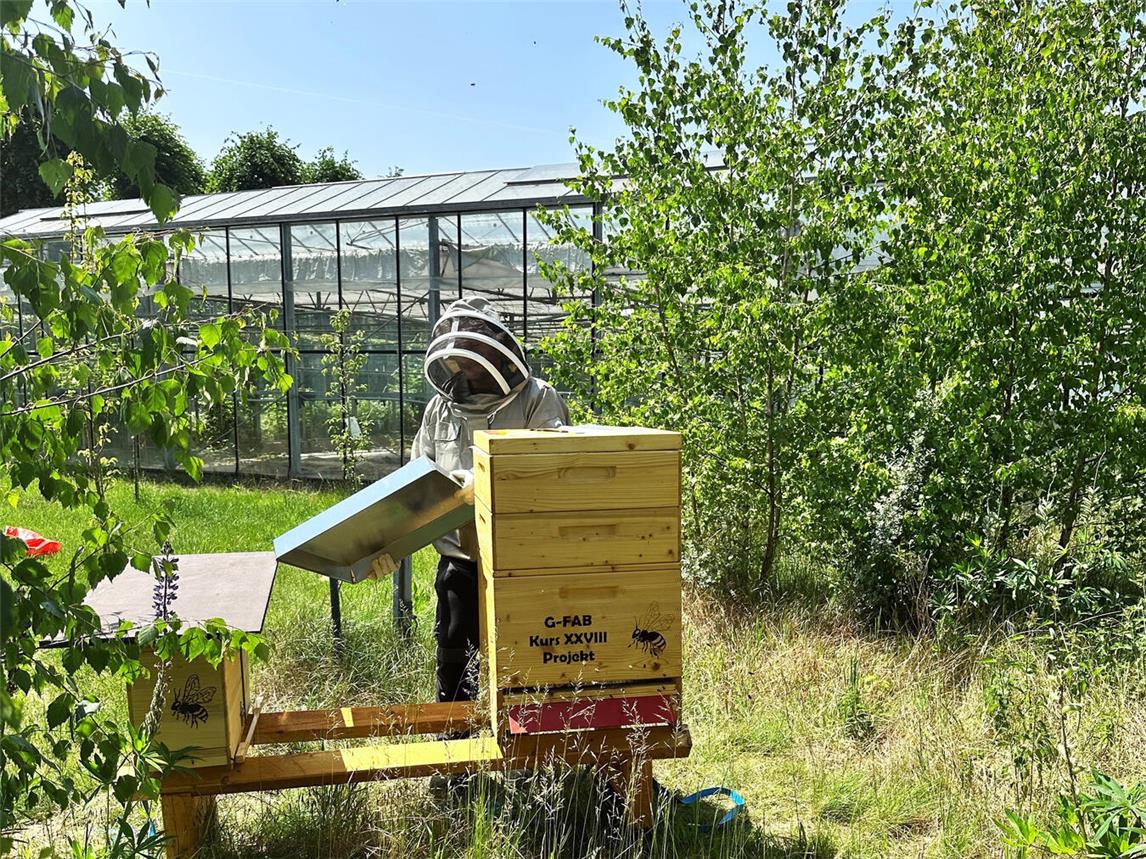 Nun steht die Bienenbeute auf dem Gelände der Klinikgärtnerei, wo sie regelmäßig von Alexander Lutz und den Patienten besucht und kontrolliert wird. Foto: LVR-Klinik Bedburg-Hau