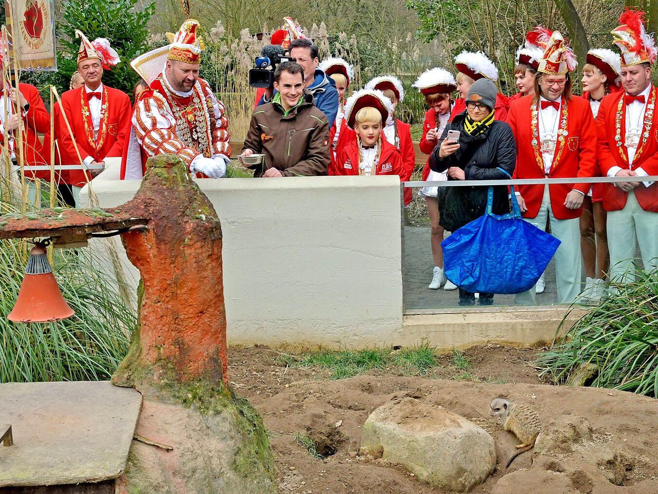 Nur Erdmännchendame Beyonce lässt sich kurz blicken. Ihr ist der Trubel wohl zu unheimlich. NN-Foto: Rüdiger Dehnen