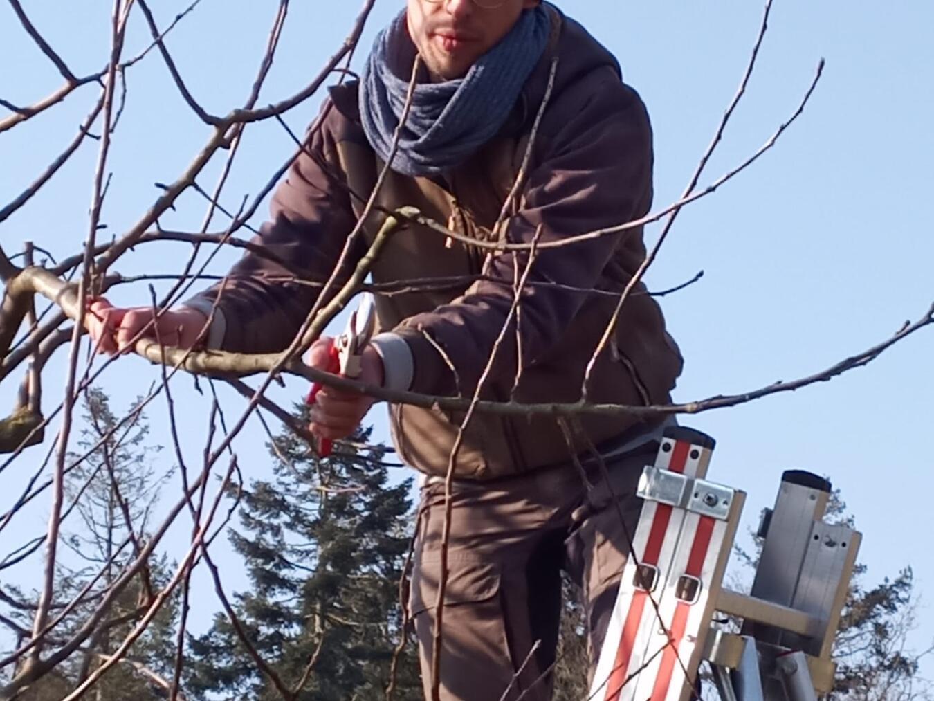 Obstbäume in unterschiedlichem Alter brauchen unterschiedliche Pflegeschnitte.Foto: Nabu