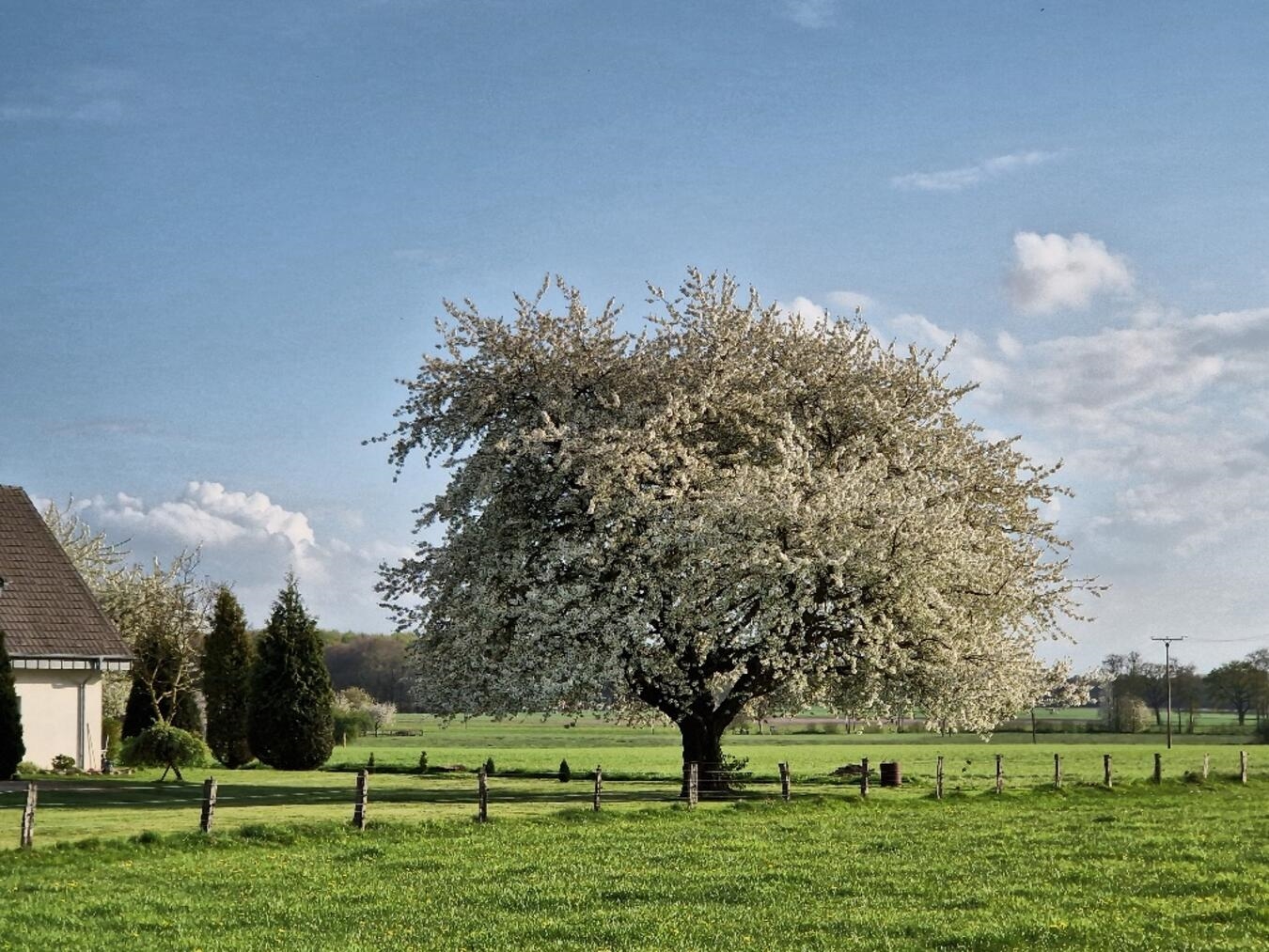 "Obstbaumblüte in voller Pracht bei Uedem, Frühlingserwachen, Naturfotografie von Rositta Moch"