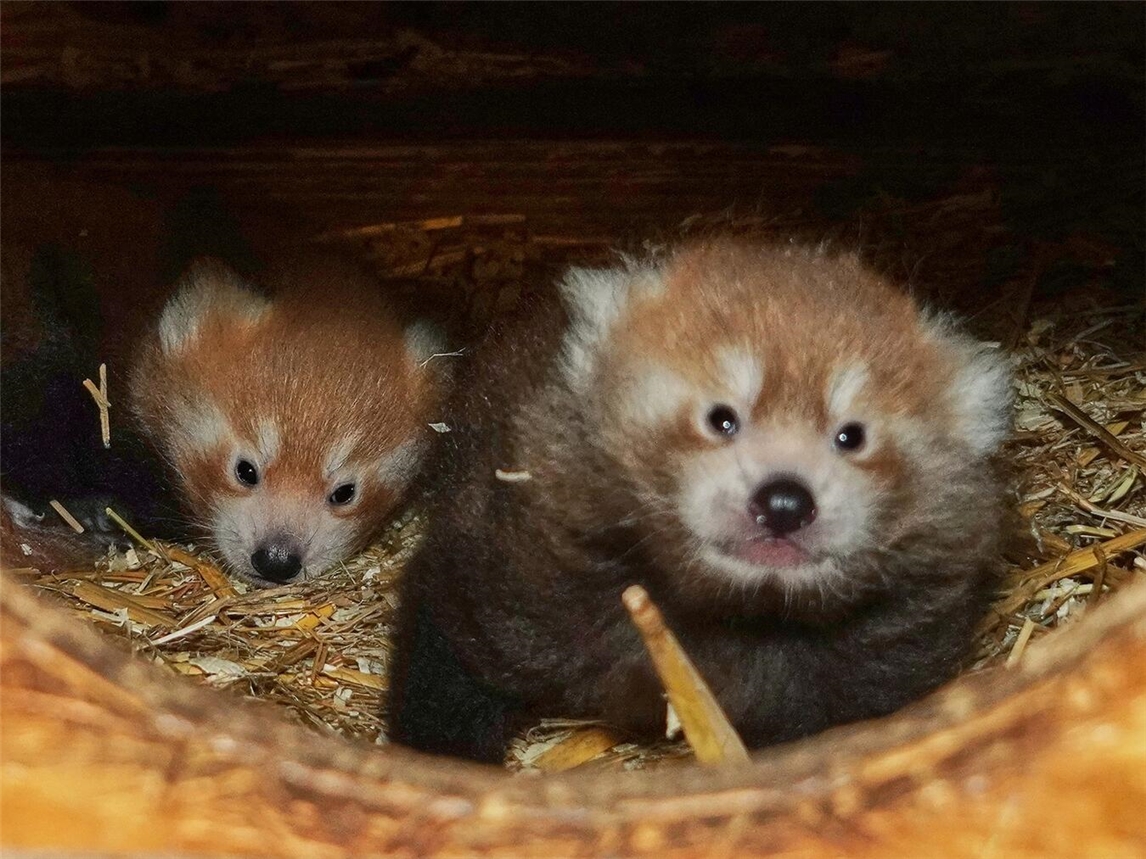 "Junger Panda im Tiergarten Kleve auf Bambus liegend, Panda-Nachwuchs, Tiergarten"