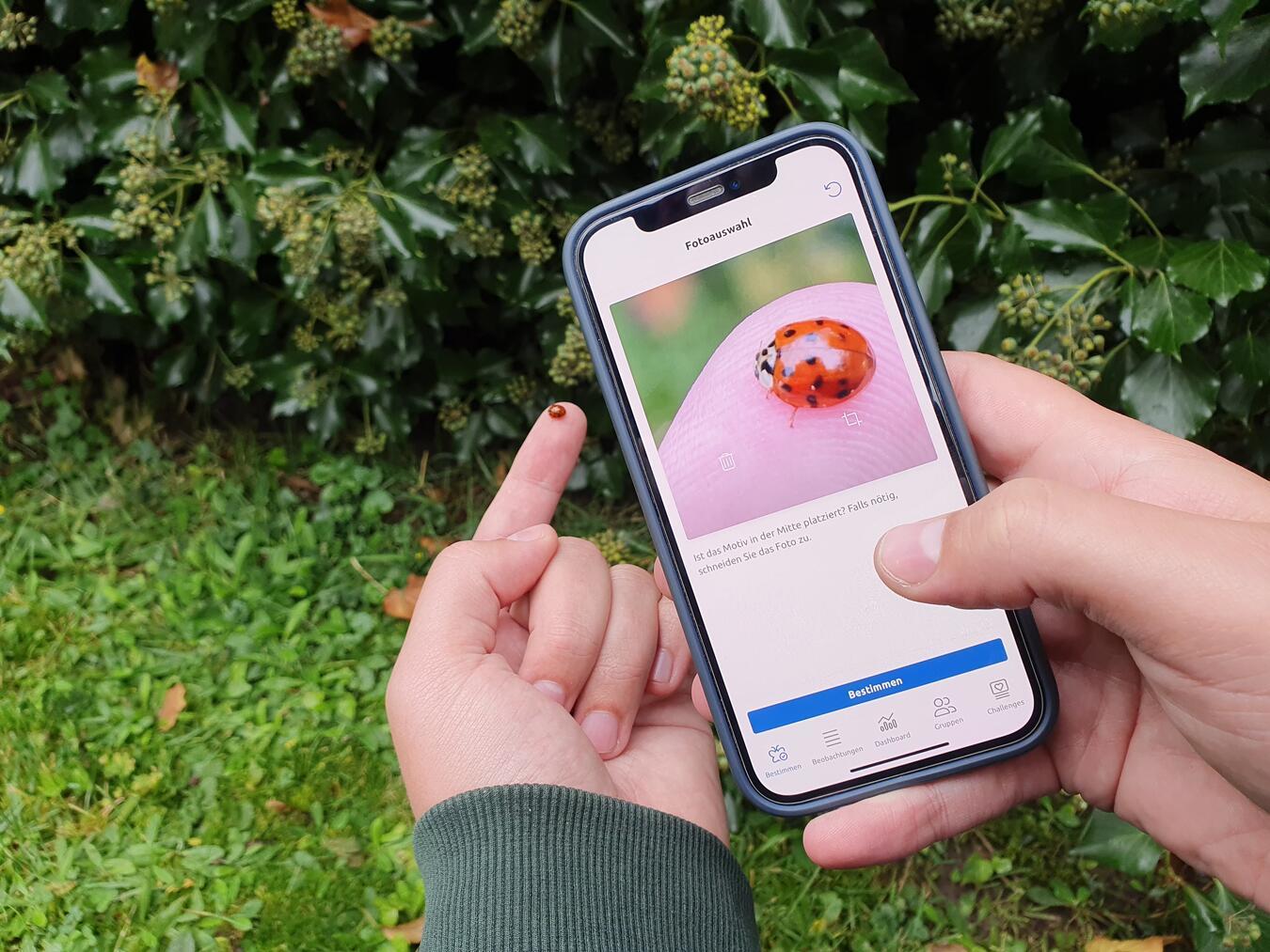 Per App lassen sich Tiere und Pflanzen kinderleicht bestimmen. Foto: NZ Kleve