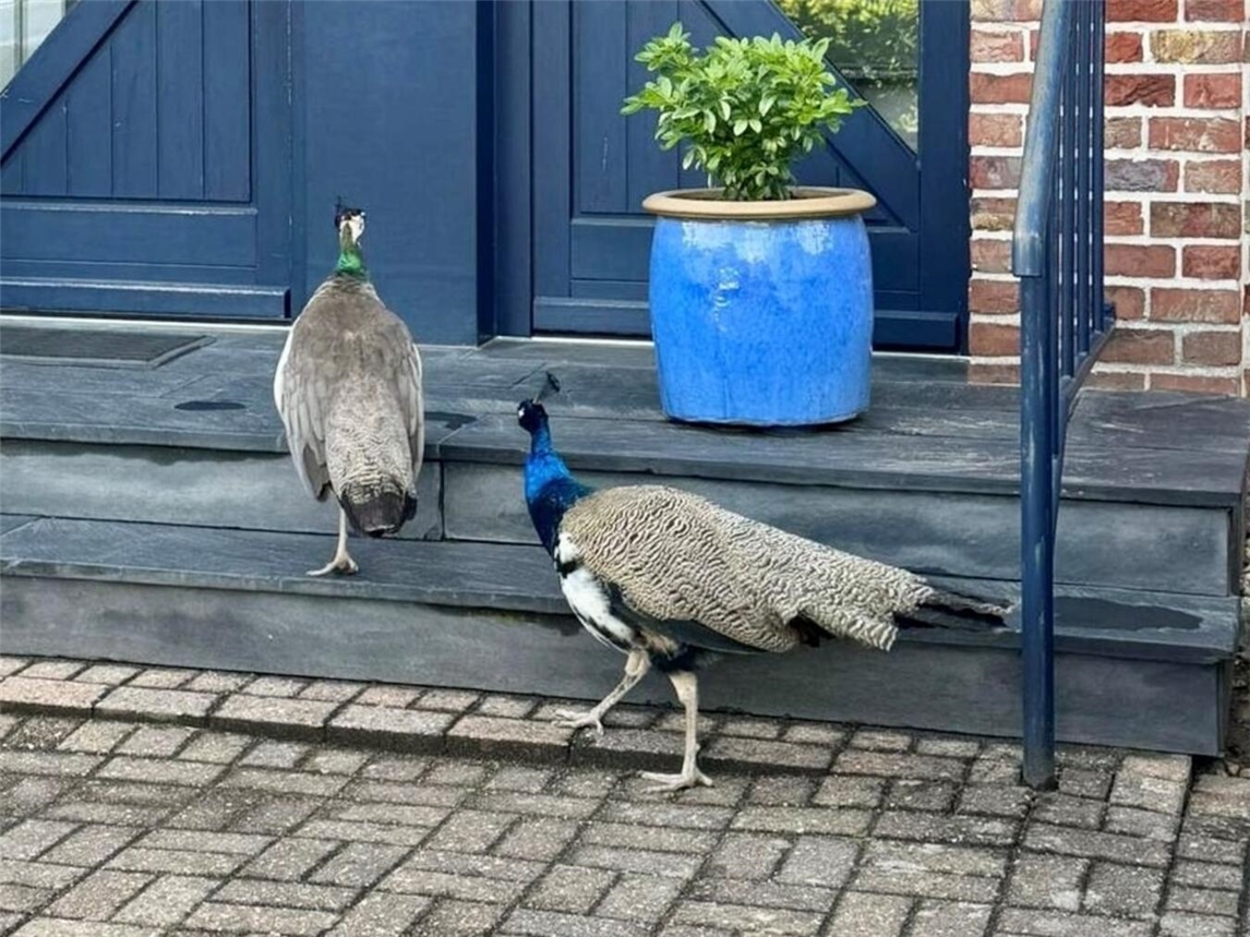 Alt-Tag: "Zwei Pfauen vor Hauseingangstür in Millingen, Foto von Polizei Kleve"