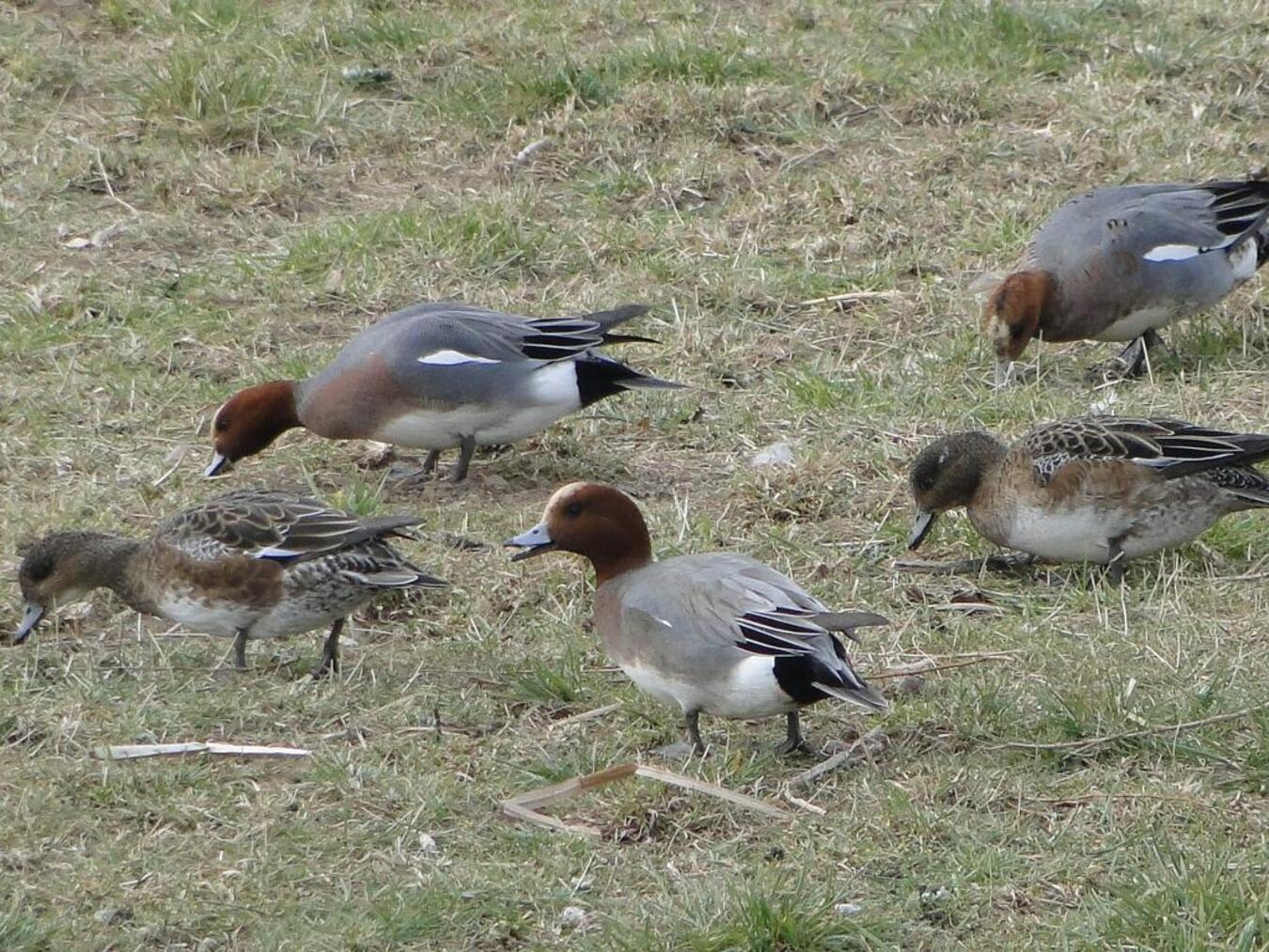 Pfeifenten und viele weitere Vögel finden am Unteren Niederrhein Lebensraum und Überwinterungsplätze. Foto: A. Vossmeyer