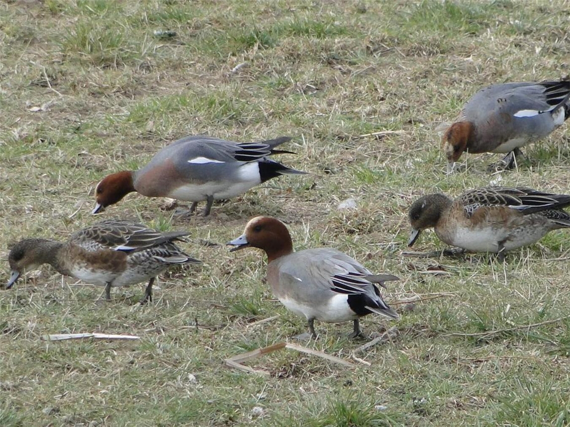 Pfeifenten und viele weitere Vögel finden am Unteren Niederrhein Lebensraum und Überwinterungsplätze. Foto: A. Vossmeyer