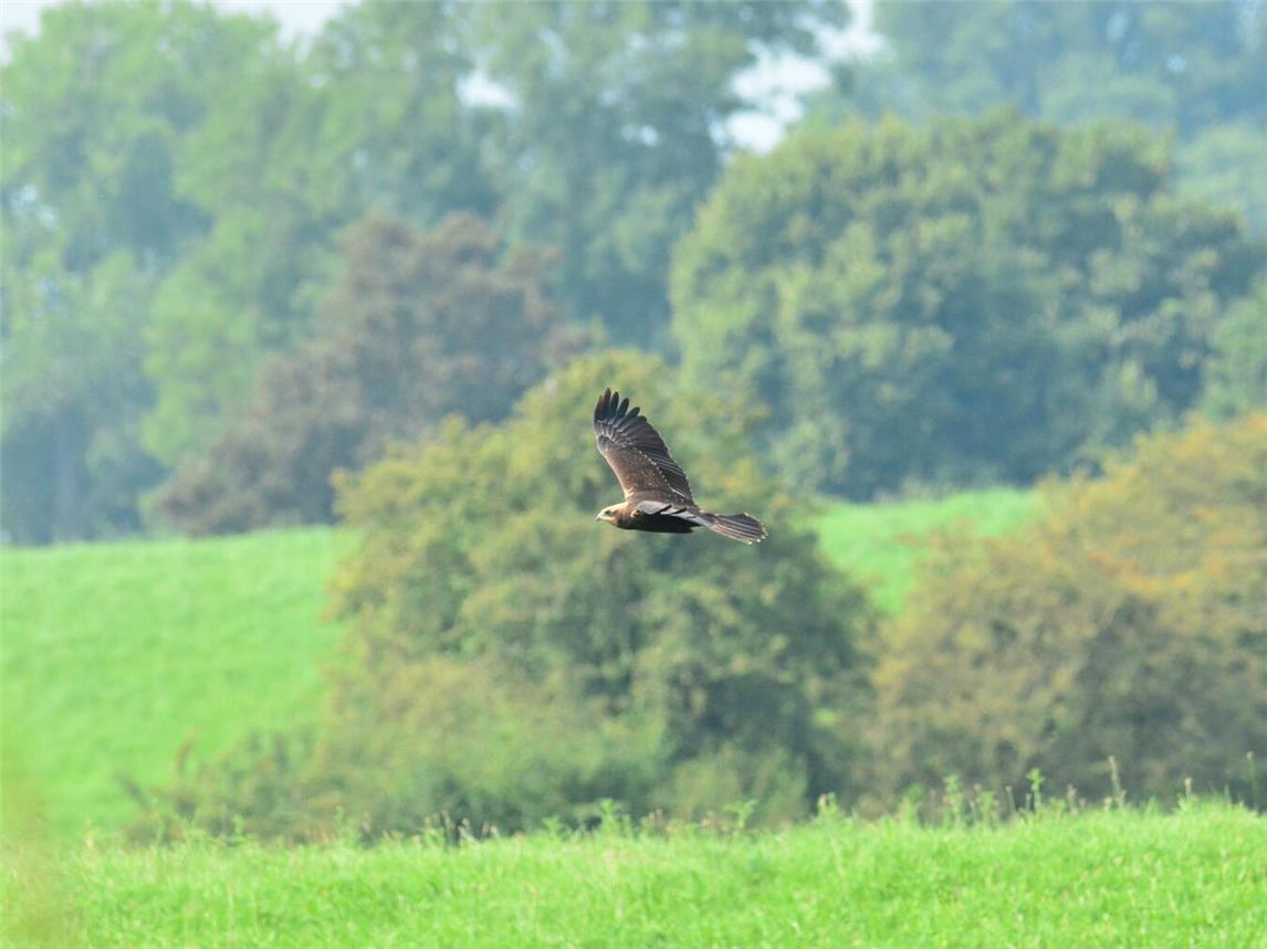 Rohrweihen sind etwa bussardgroße Greifvögel, die in NRW auf der Roten Liste der Brutvögel als „gefährdet“ eingestuft sind. Foto: Naturschutzzentrum im Kreis Kleve