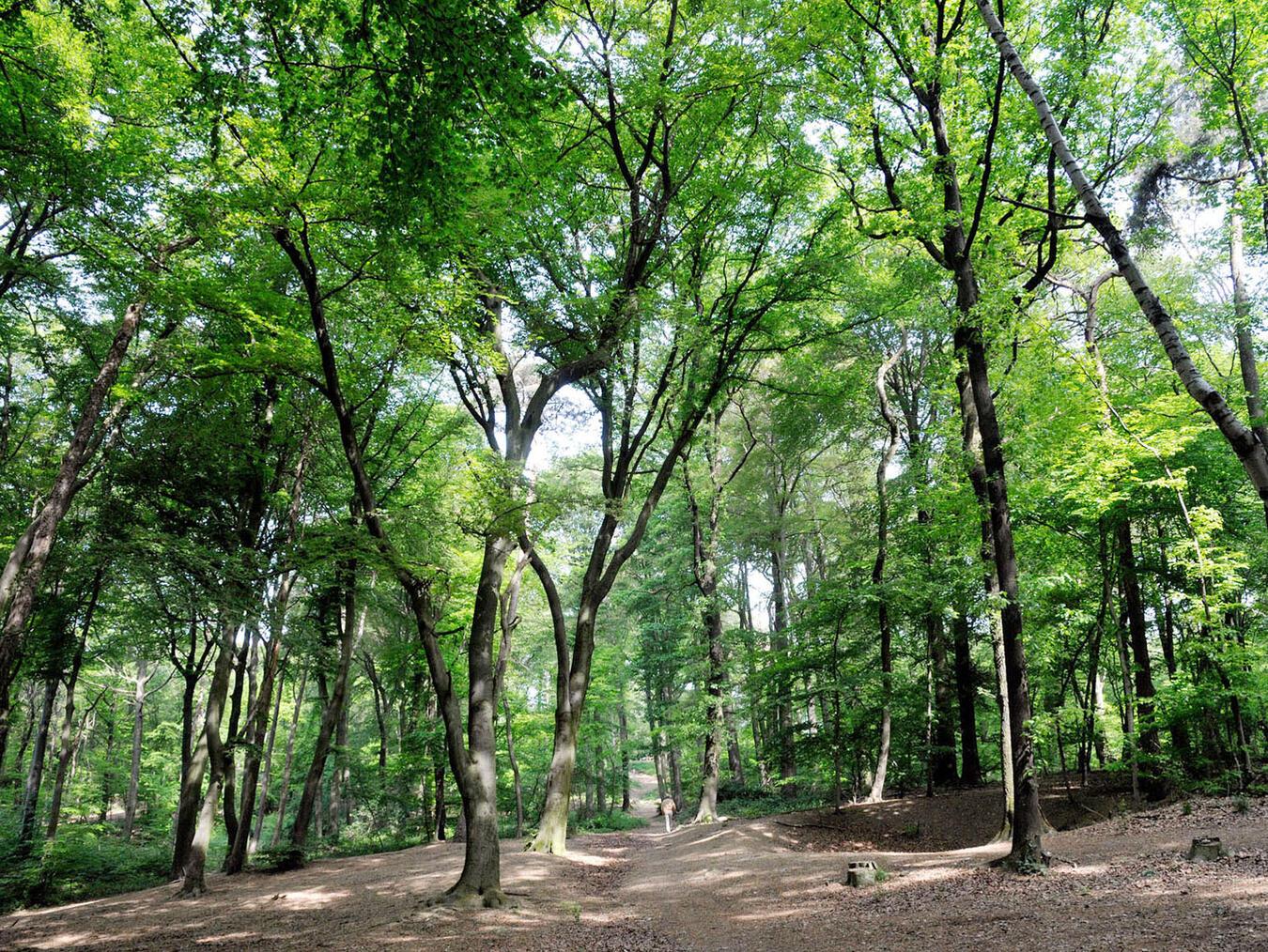Bürgerinitiative „Gegenwind im Reichswald“ schlägt Alarm Rund 80 Hektar entlang des Kartenspielerwegs sollen für den Bau und Betrieb von Windkraftanalagen ausgewiesen werden. NN-Foto: RD