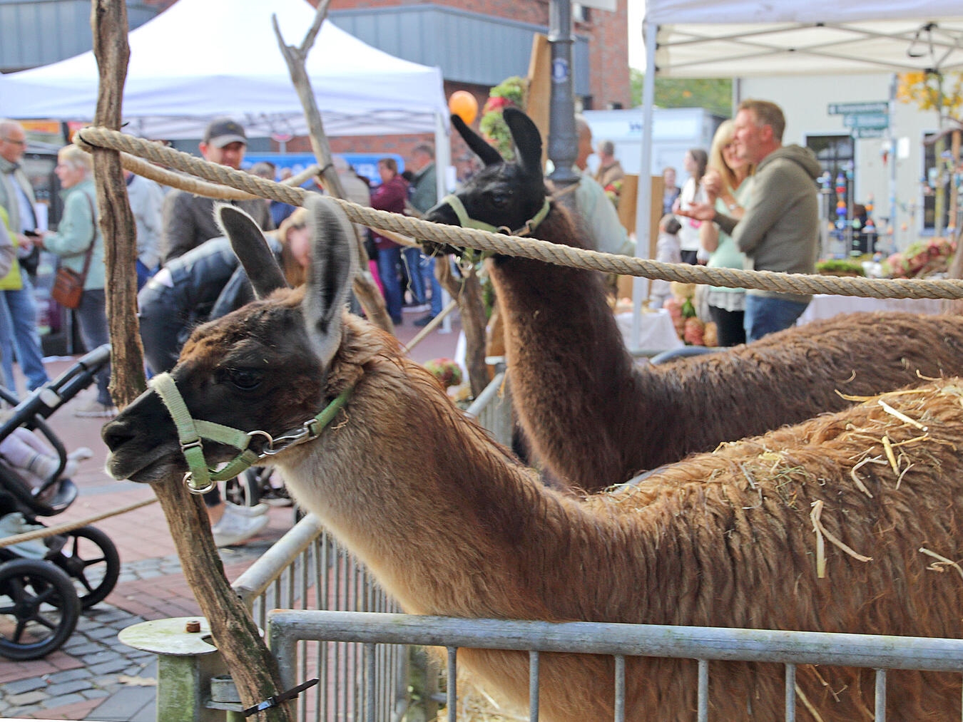 "Tierische Besucher auf dem Webermarkt am 11. Oktober, NN-Foto, Archiv TL"