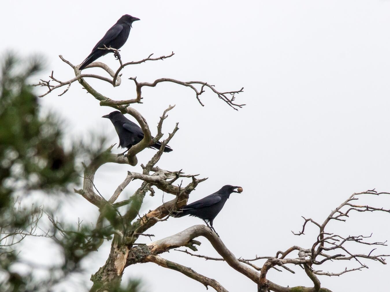 "Saatkrähen-Problematik in Rees: CDU-Sichtweise, Foto zeigt Saatkrähen in städtischem Umfeld"