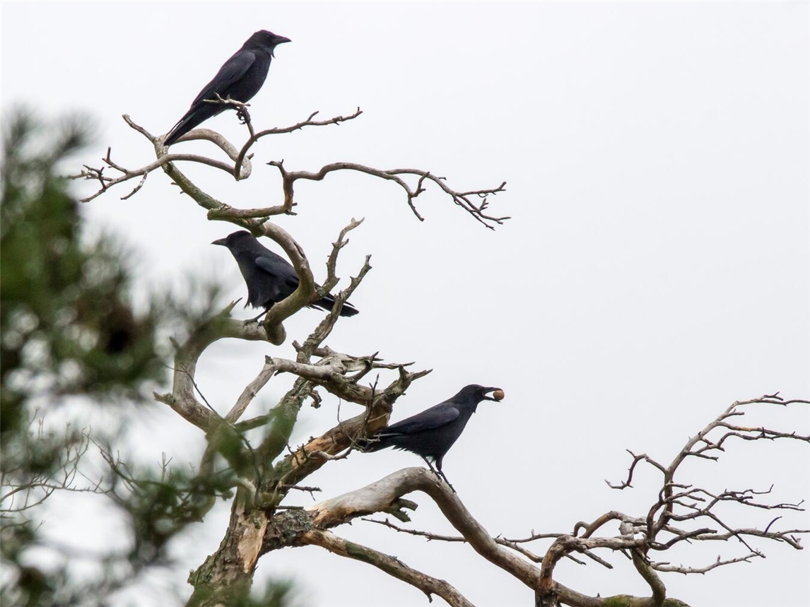 "Saatkrähen-Problematik in Rees: CDU-Sichtweise, Foto zeigt Saatkrähen in städtischem Umfeld"