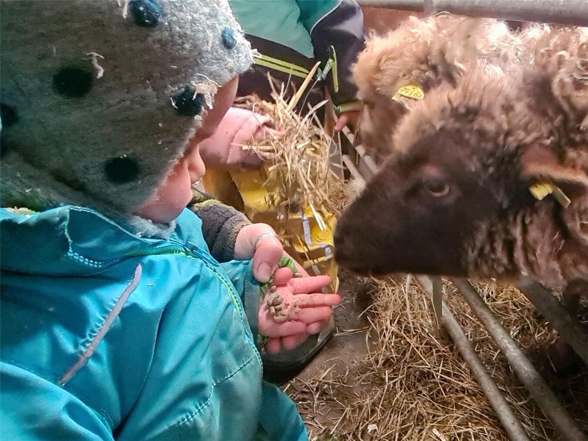 Schafe aus der Hand füttern ist für die Kinder auf dem Kerschenhof in Menzelen-Ost kein Problem mehr. Foto: privat