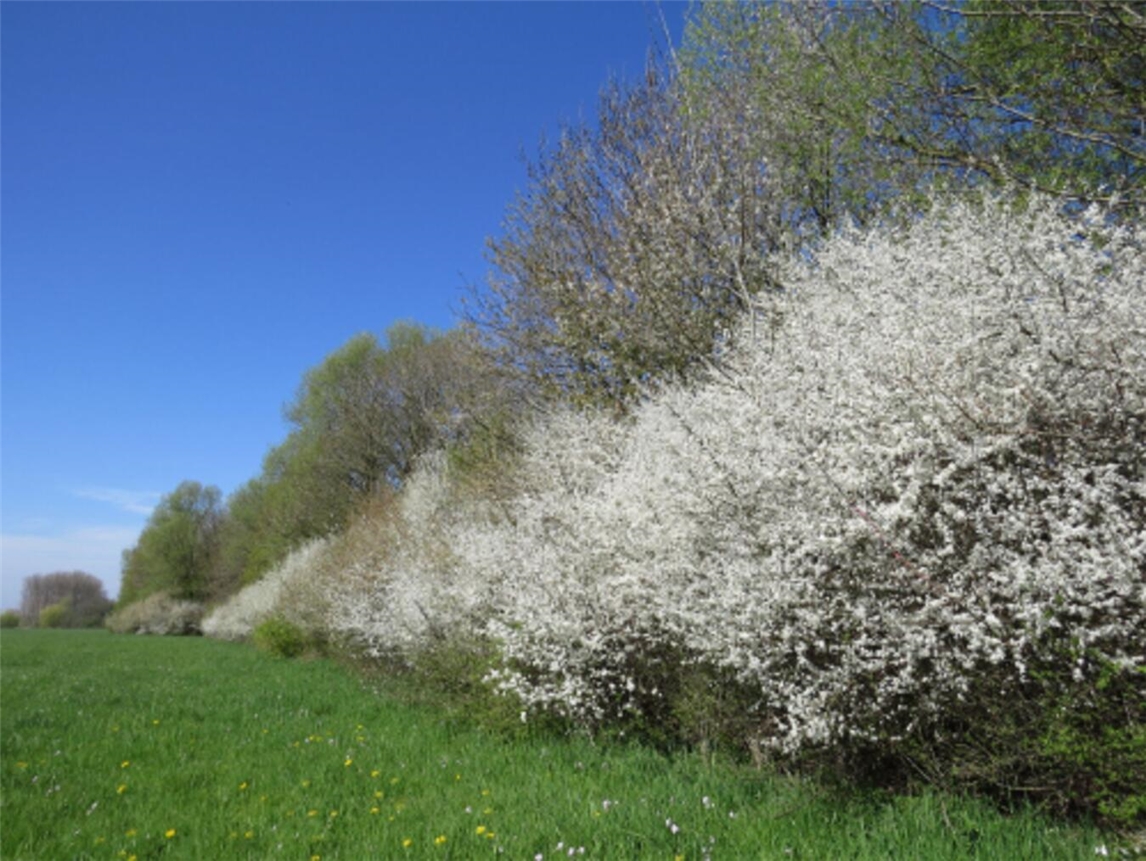 Schlehen blühen bereits noch bevor die meisten Gehölze Blätter treiben und bieten früh im Jahr Nektar. Foto: NZ Kleve
