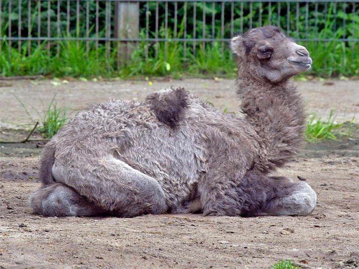 Schon kurz nach ihrer Geburt stand die junge Trampeltierdame das erste Mal auf den Beinen. Jetzt folgt sie Mutter Safira auf Schritt und Tritt – oder sie döst.NN-Foto: Rüdiger Dehnen