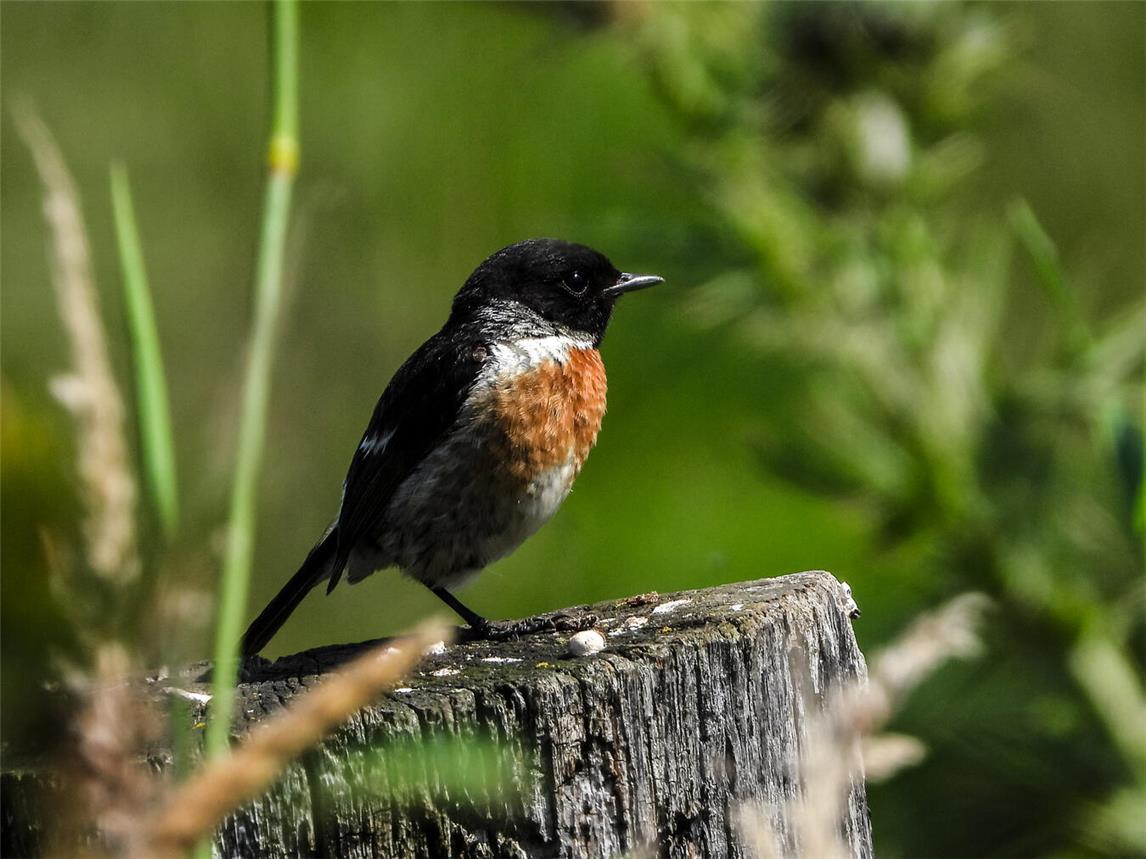 Schwarzkehlchen bevölkern die Emmericher Ward. Foto: Kathy Büscher/Nabu Rinteln
