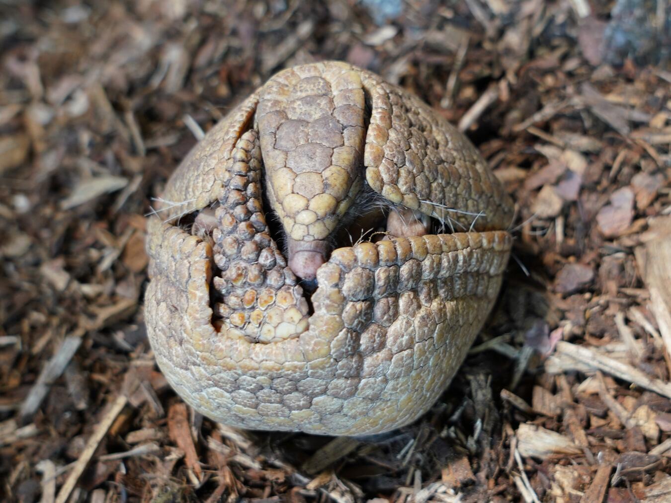 Seit 2021 leben Südliche Kugelgürteltiere im Tiergarten Kleve. Foto: Tiergarten Kleve