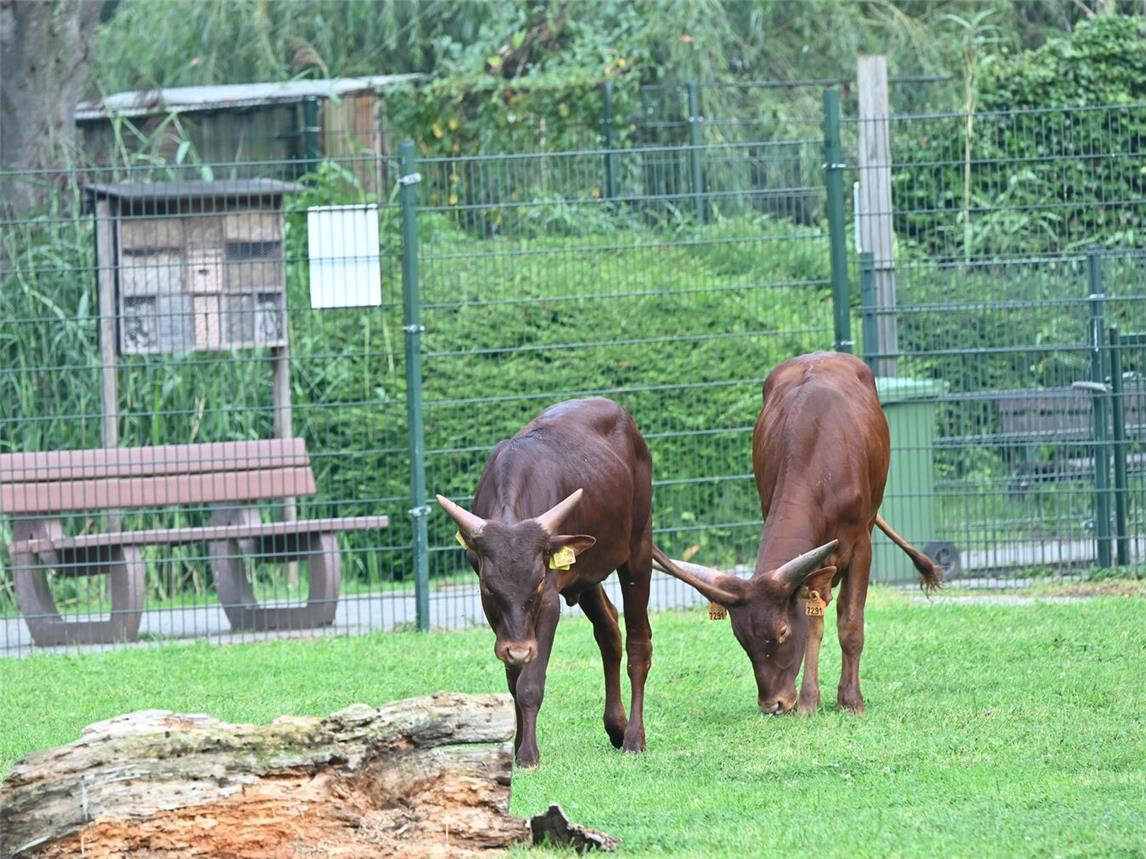 Seit Ende August leben auch Watussirinder im Klever Tiergarten. Foto: Tiergarten Kleve