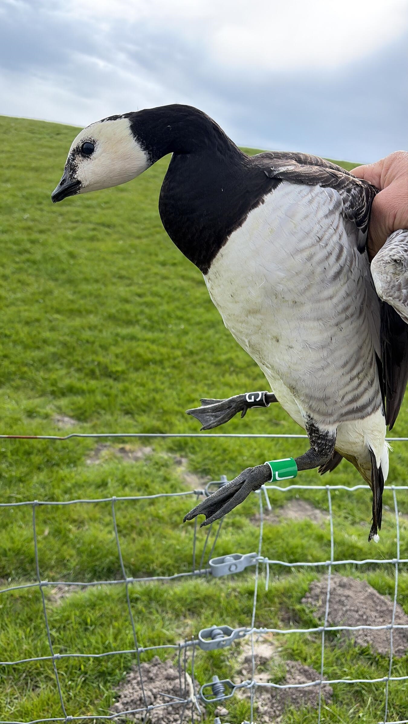 "Weißwangengans mit Farbring-Code im Flug, individuelle Kennzeichnung, Vogelforschung, IWWR"