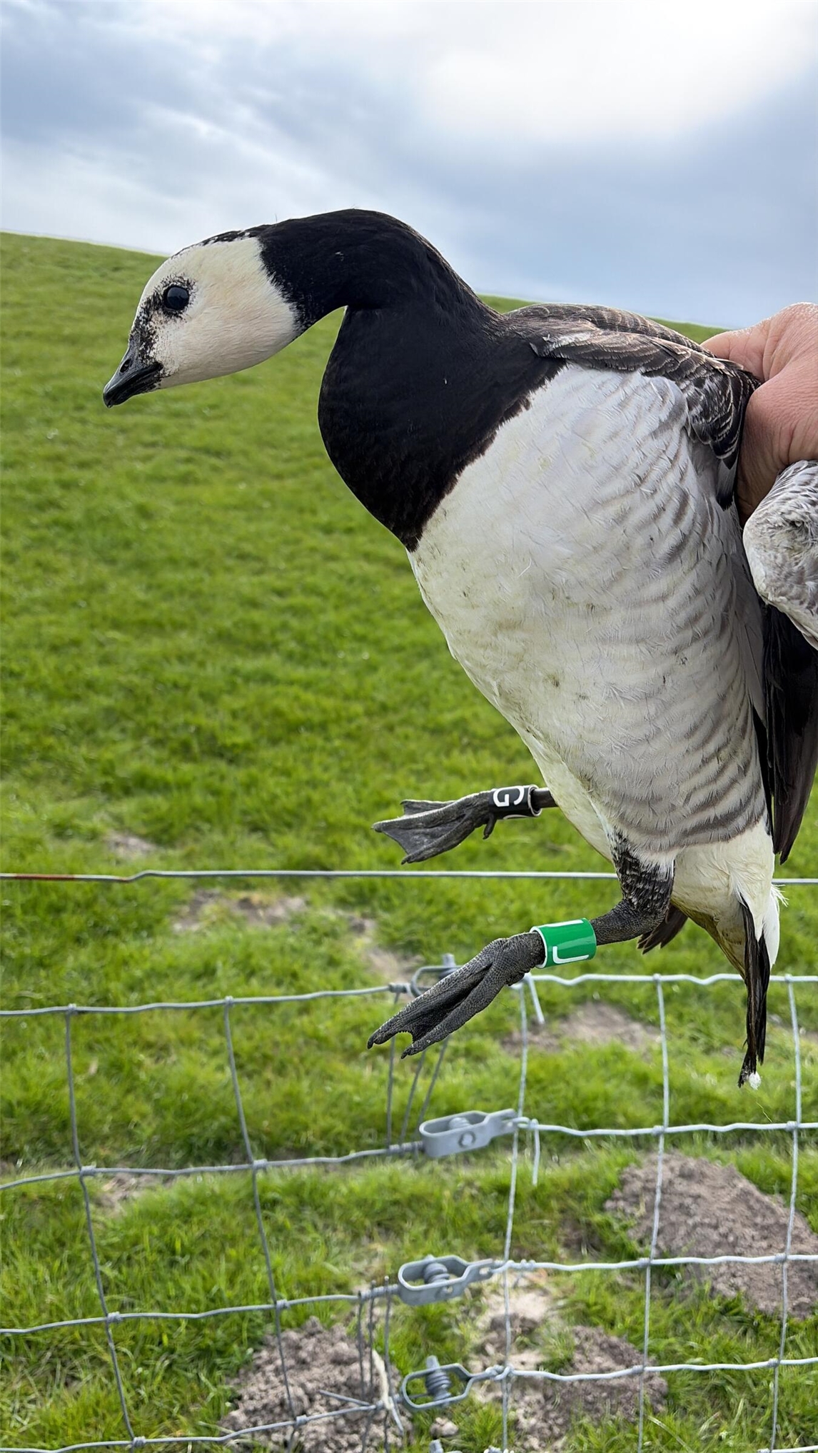 "Weißwangengans mit Farbring-Code im Flug, individuelle Kennzeichnung, Vogelforschung, IWWR"