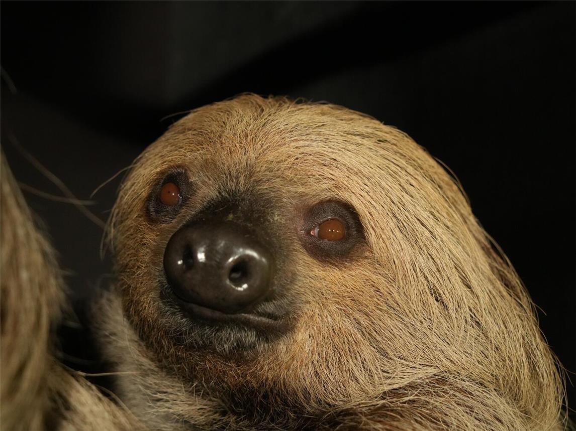 Seit Mitte Dezember im Klever Tiergarten zuhause: die vierjährige Faultierdame Frieda. Foto: Tiergarten Kleve