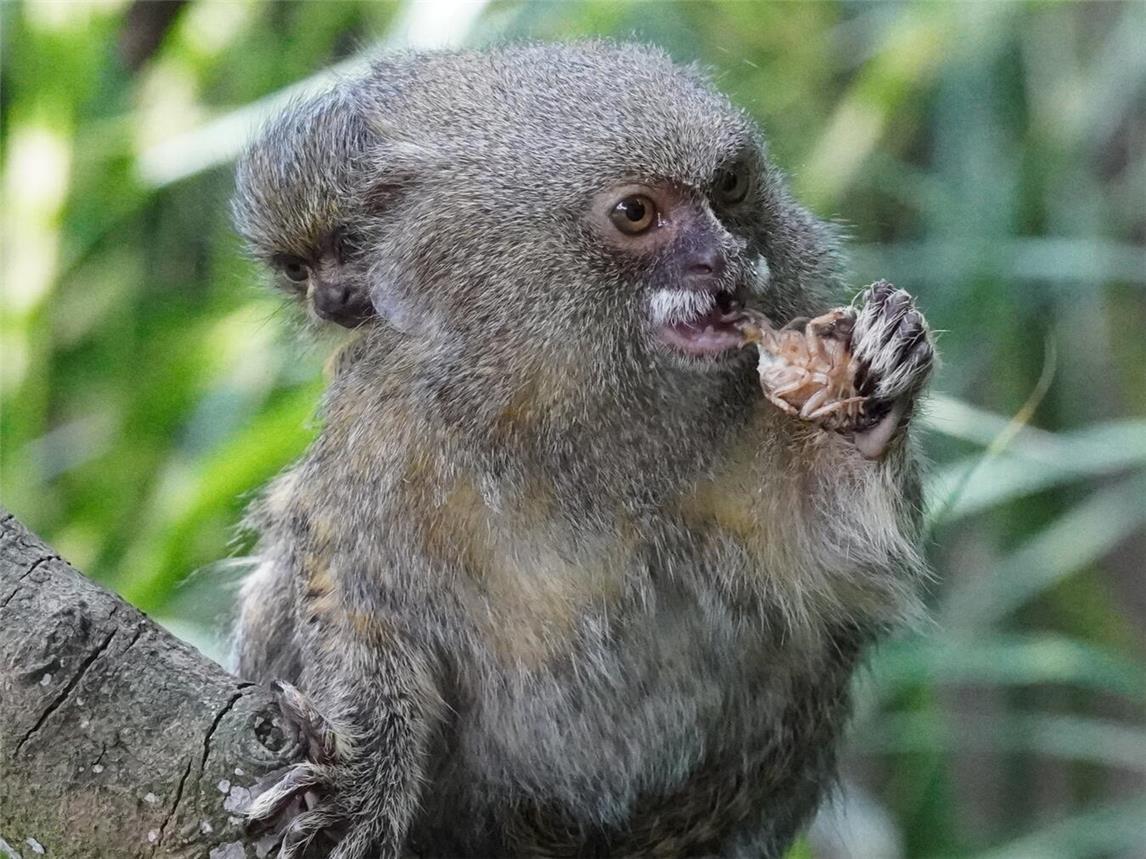 Sicher auf Mamas Rücken: Am 19. Juli wurde ein Zwergseidenäffchen-Jungtier geboren. Foto: Tiergarten Kleve
