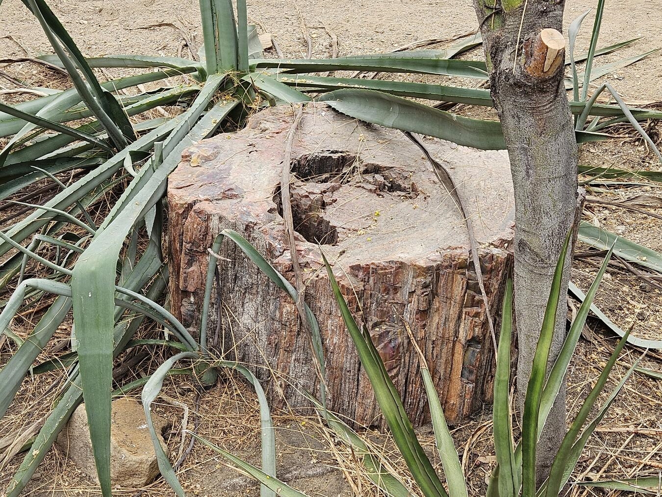 Ein Upgrade für die Wüste "Altertümlicher Stein aus Arizona, Geschenk, historische Bedeutung"