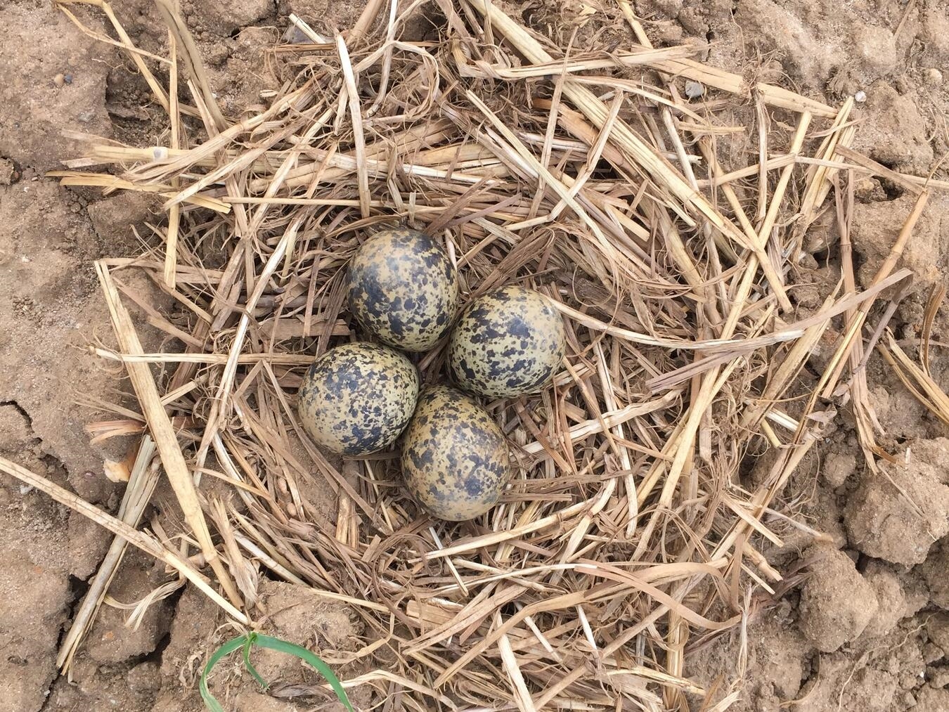 So sieht ein Nest mit Eiern auf einem Acker aus. Fotos (2): Christian Rübesam