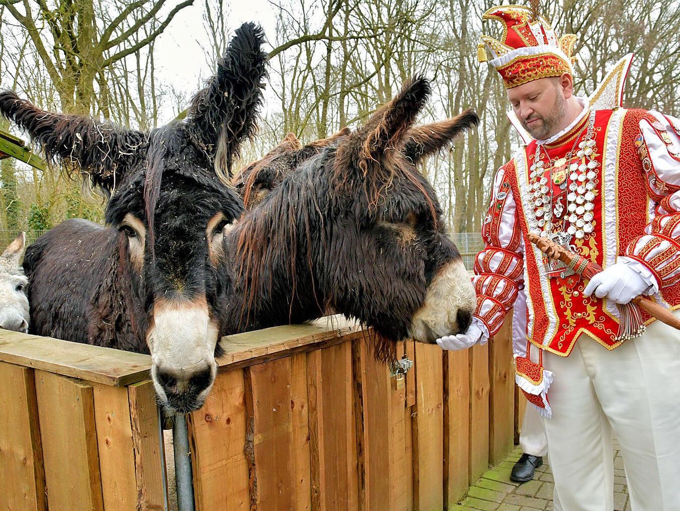 So viel Zeit muss sein. Prinz Tim spendiert den Poitou-Eseln ein paar Leckerlis. NN-Foto: Rüdiger Dehnen