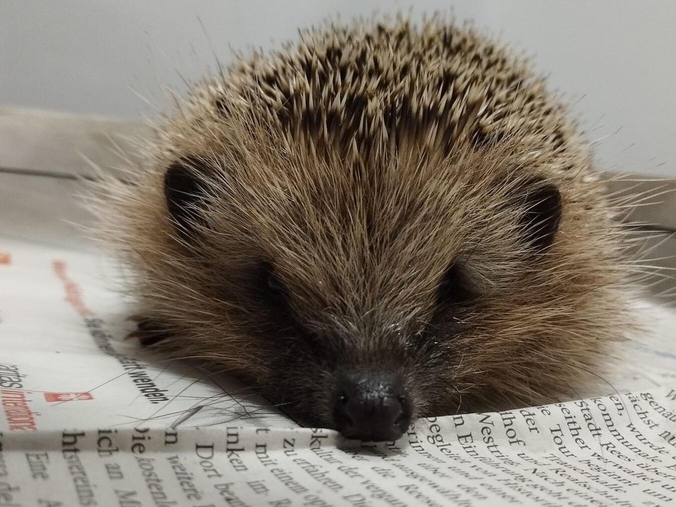 Stachelig und schützenswert: der Igel. Foto: Rahel van Ophuysen