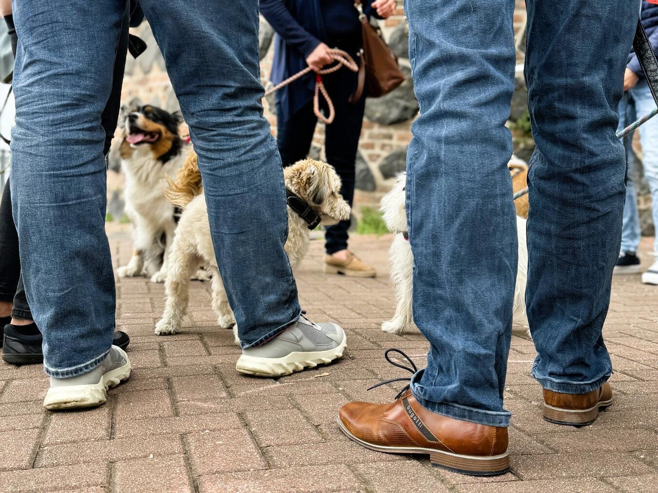 Hund bei Stadtführung in Rees, NRW - Stadtspürung Erlebnis für Hundefreunde