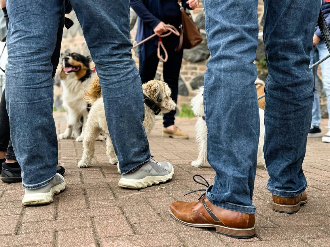 Hund bei Stadtführung in Rees, NRW - Stadtspürung Erlebnis für Hundefreunde