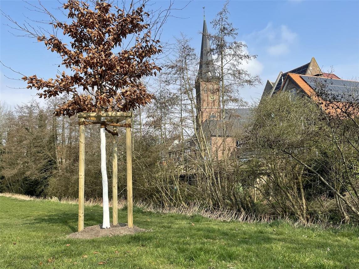 Standorte der Blutbuche in Kalkar und Wissel. Fotos: Alois van Doornick