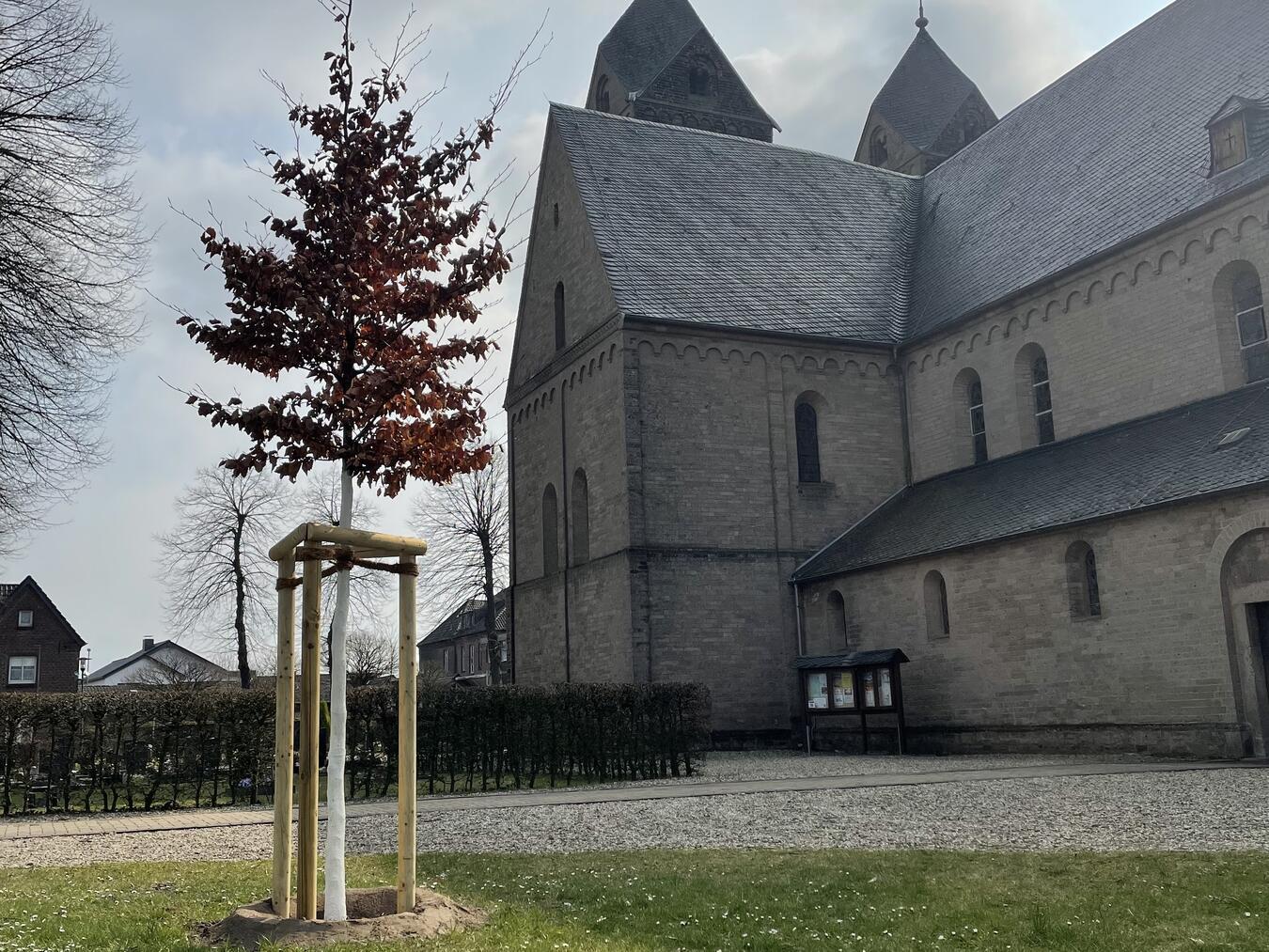 Missbrauch in der Kirche: Mahnung und Weckruf Standorte der Blutbuche in Kalkar und Wissel. Fotos: Alois van Doornick