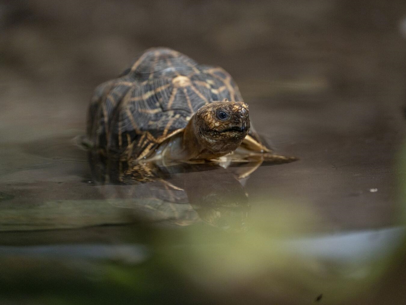 "Sternschildkröte mit sternförmigem Muster auf Rückenpanzer im Burger's Zoo"