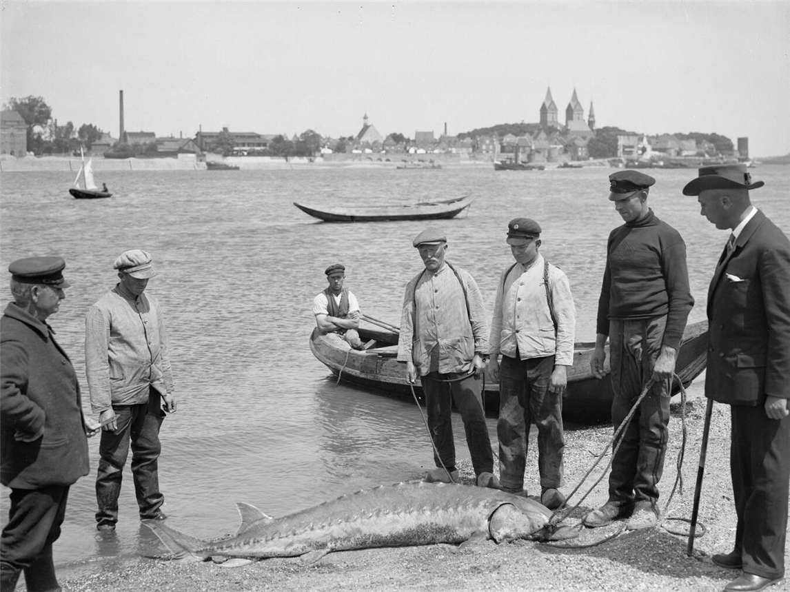 Störfang am Köteloorth unterhalb der Reeser Schanz. Im Hintergrund: Rees vor dem Zweiten Weltkrieg. Foto: Joseph Knippenberg/Ressa